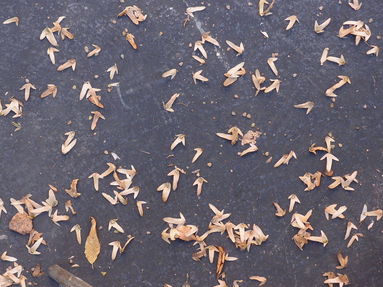 2019-09-17 Blätter auf (feuchtem) Boden